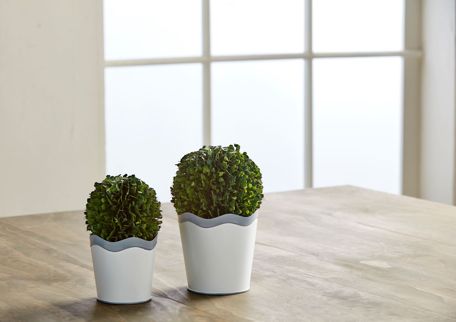 scalloped edge plant pot Mud Pie Wavy Boxwood Pot Small