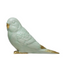 Ceramic Parakeet Décor, 2 Styles - A. Dodson's