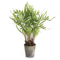 HARE'S FOOT FERN POTTED 36" BY NAPA HOME & GARDEN