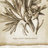 FRAMED VINTAGE FLORAL PRINTS, SET OF 6 - view 5