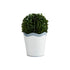 Scalloped Boxwood Pots BY MUD PIE