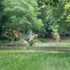 Metal Garden Stake, Heron