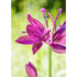 Spinning Blooms - A. Dodson's