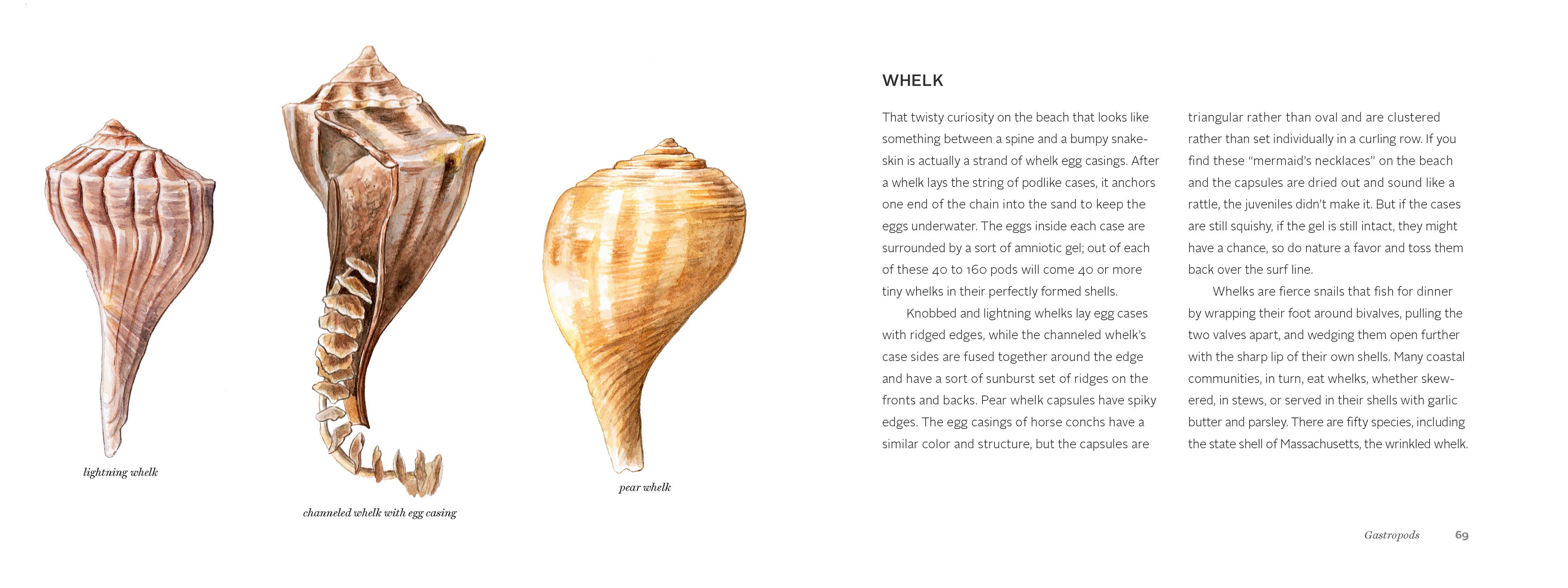 The Beachcomber's Companion