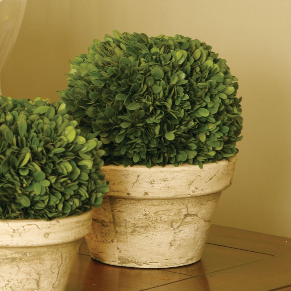 Boxwood Ball In Pot Large - View 2