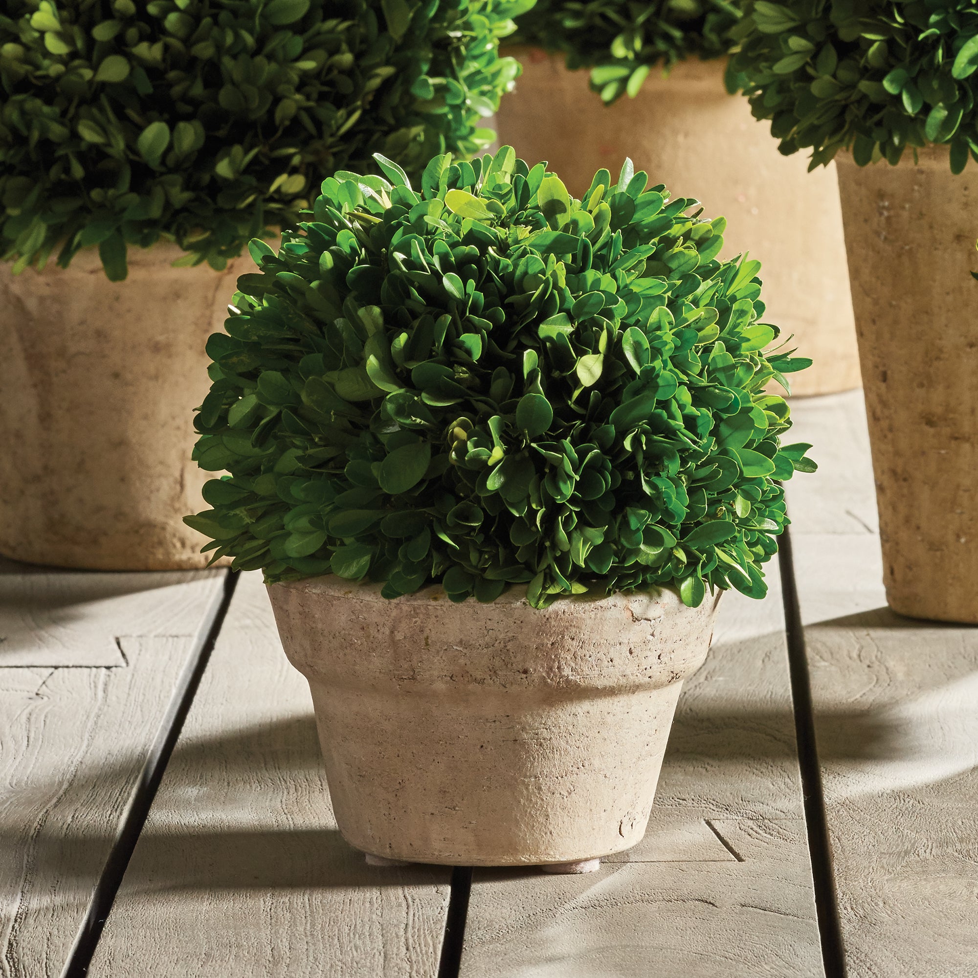 Boxwood Ball In Pot Medium - View 3