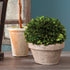 Boxwood Ball In Pot Medium - View 4