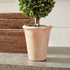Boxwood Double Sphere Topiary 20" - View 5