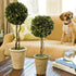 Boxwood Single Sphere Topiary 18.5" - View 2