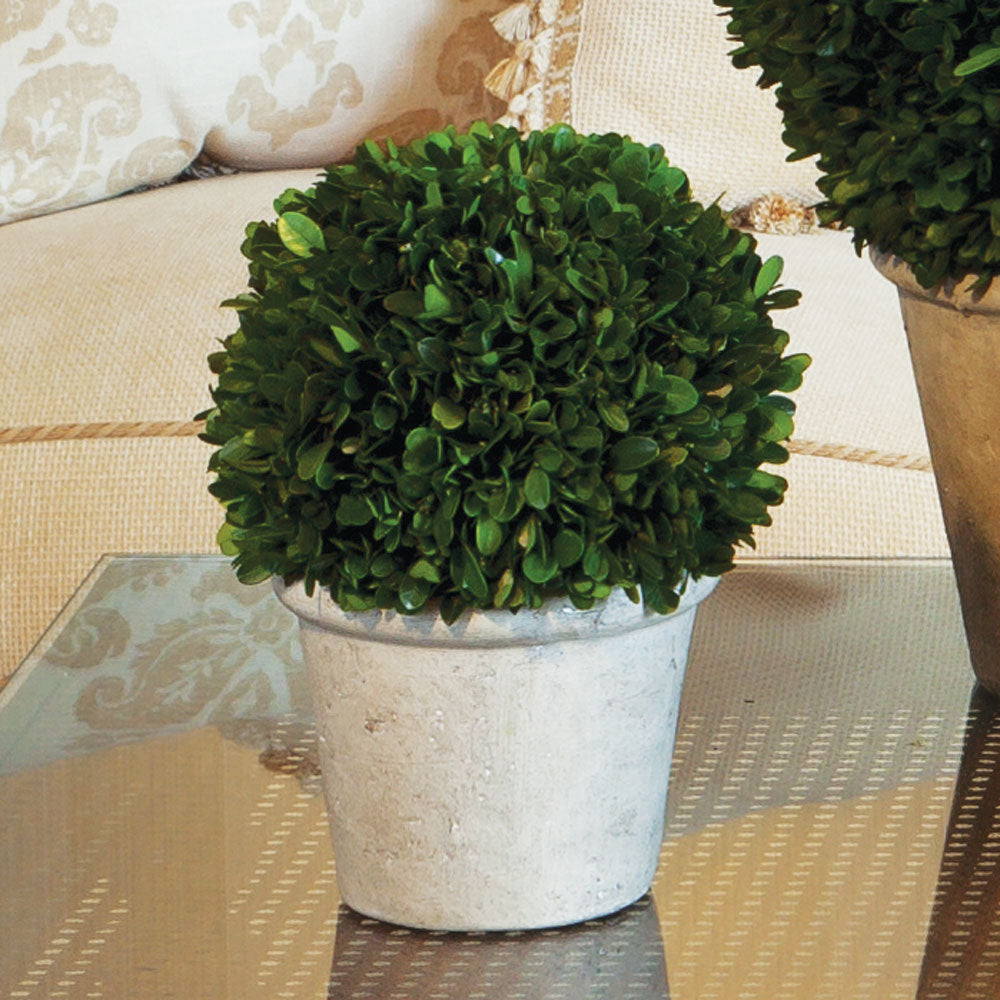 Boxwood 8" Ball In Pot - View 3