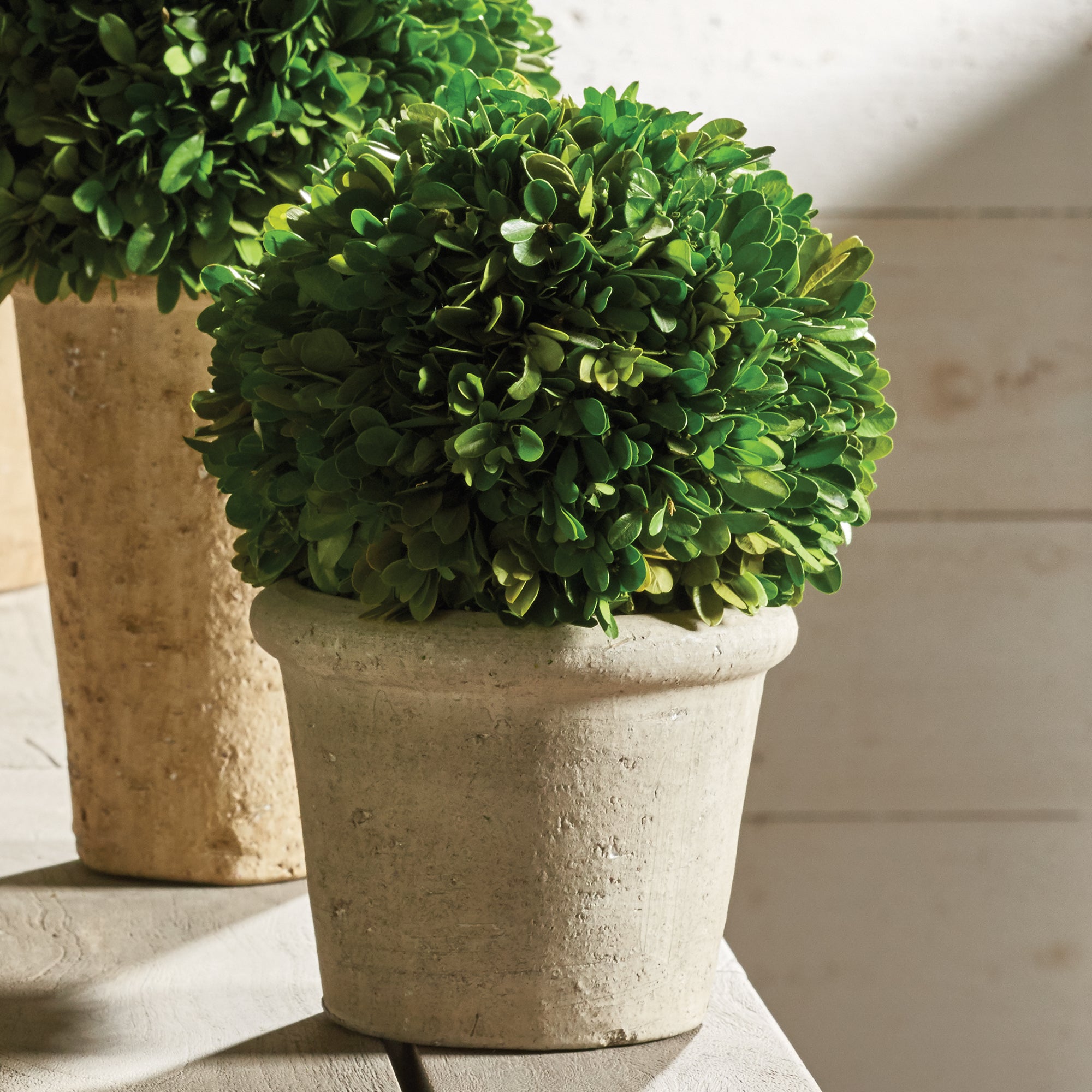 Boxwood 8" Ball In Pot - View 4
