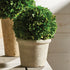 Boxwood 8" Ball In Pot - View 4