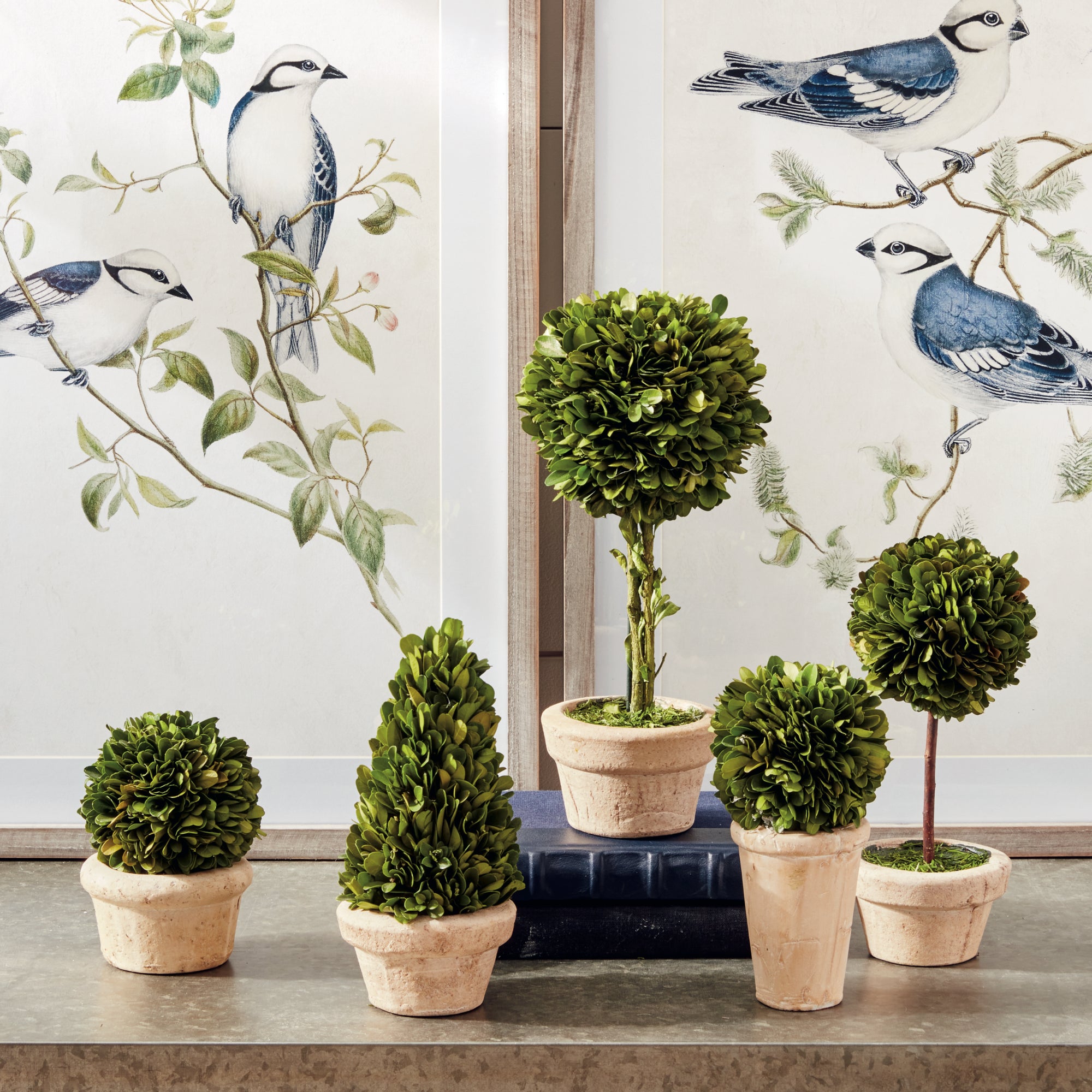 Boxwood Topiaries In Pots, Set Of 5 - View 3