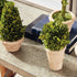 Boxwood Topiaries In Pots, Set Of 5 - View 4