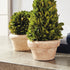Boxwood Topiaries In Pots, Set Of 5 - View 5