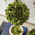 Boxwood Topiaries In Pots, Set Of 5 - View 6