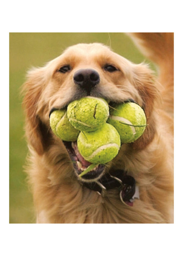 GOLDEN DOG WITH TENNIS BALL CARD