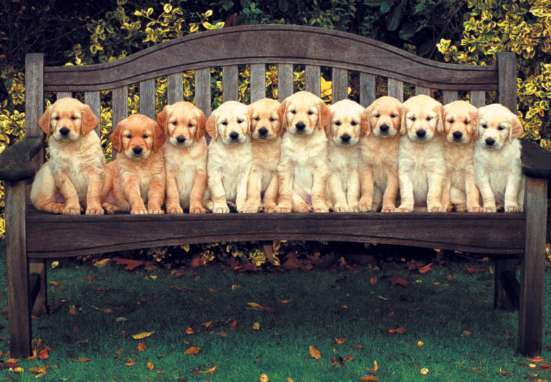 DOGS IN ROW CARD - A. Dodson's