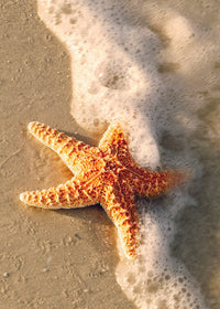 STARFISH ON BEACH CARD