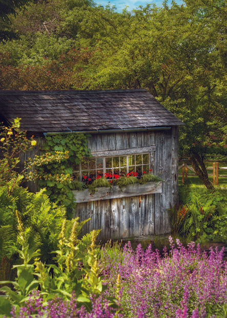OLD SHED IN WOODS CARD