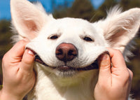 HAPPY WHITE DOG CARD