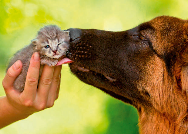 SHEPHERD AND KITTEN CARD - A. Dodson's