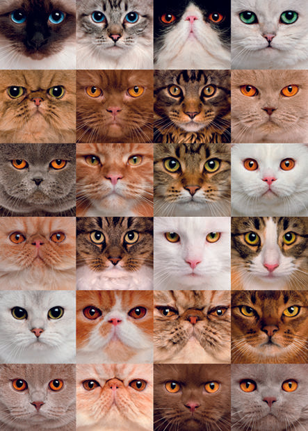CAT MUGS CARD - A. Dodson's