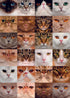 CAT MUGS CARD - A. Dodson's
