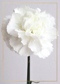 WHITE FLOWER CARD