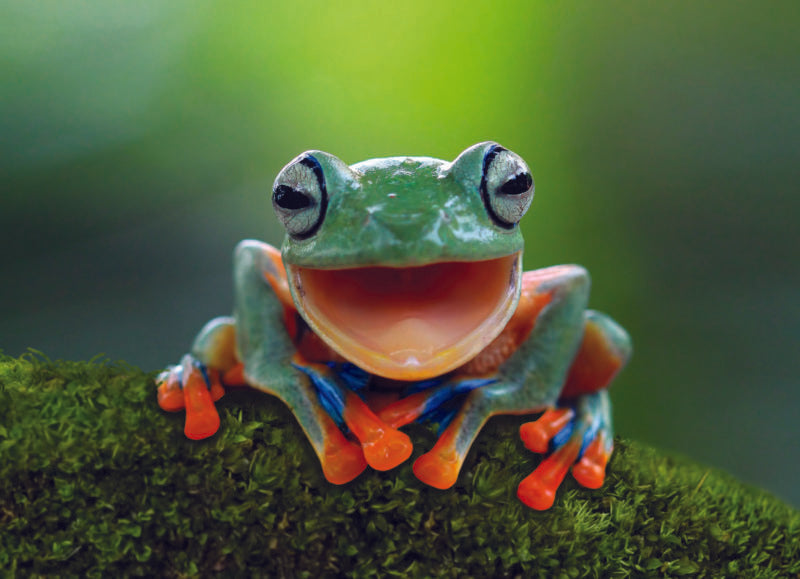 HAPPY FROG CARD - A. Dodson's