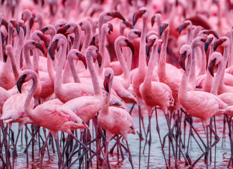 FLOCK OF FLAMINGOS CARD - A. Dodson's