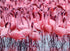 FLOCK OF FLAMINGOS CARD - A. Dodson's