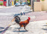 ROOSTER WALKING CARD - A. Dodson's