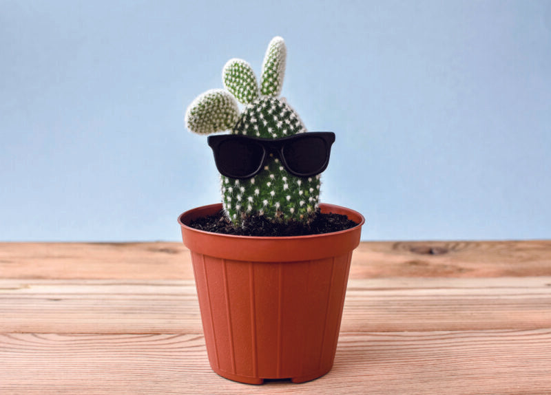 CACTUS WITH SUNGLASSES - A. Dodson's