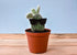 CACTUS WITH SUNGLASSES - A. Dodson's