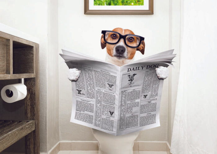 DOG READING NEWSPAPER ON TOILET CARD