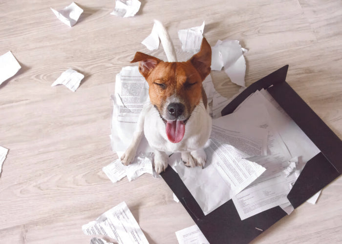 DOG RIPPING UP PAPERS CARD