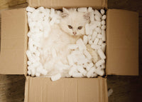 CAT WITH PACKING PEANUTS CARD