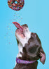 DOG EATING A DONUT CARD - A. Dodson's