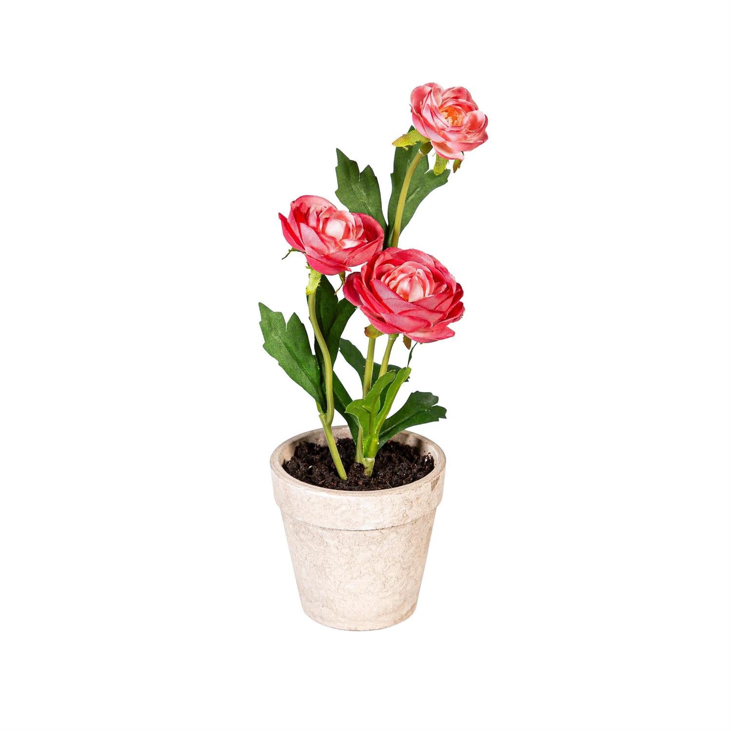 Ranunculus in Cement Look Pot