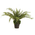 BOSTON FERN DROP-IN 16"
