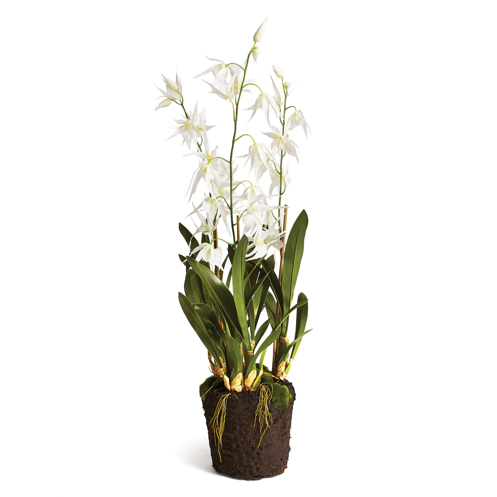 SPIDER ORCHID DROP-IN 44"