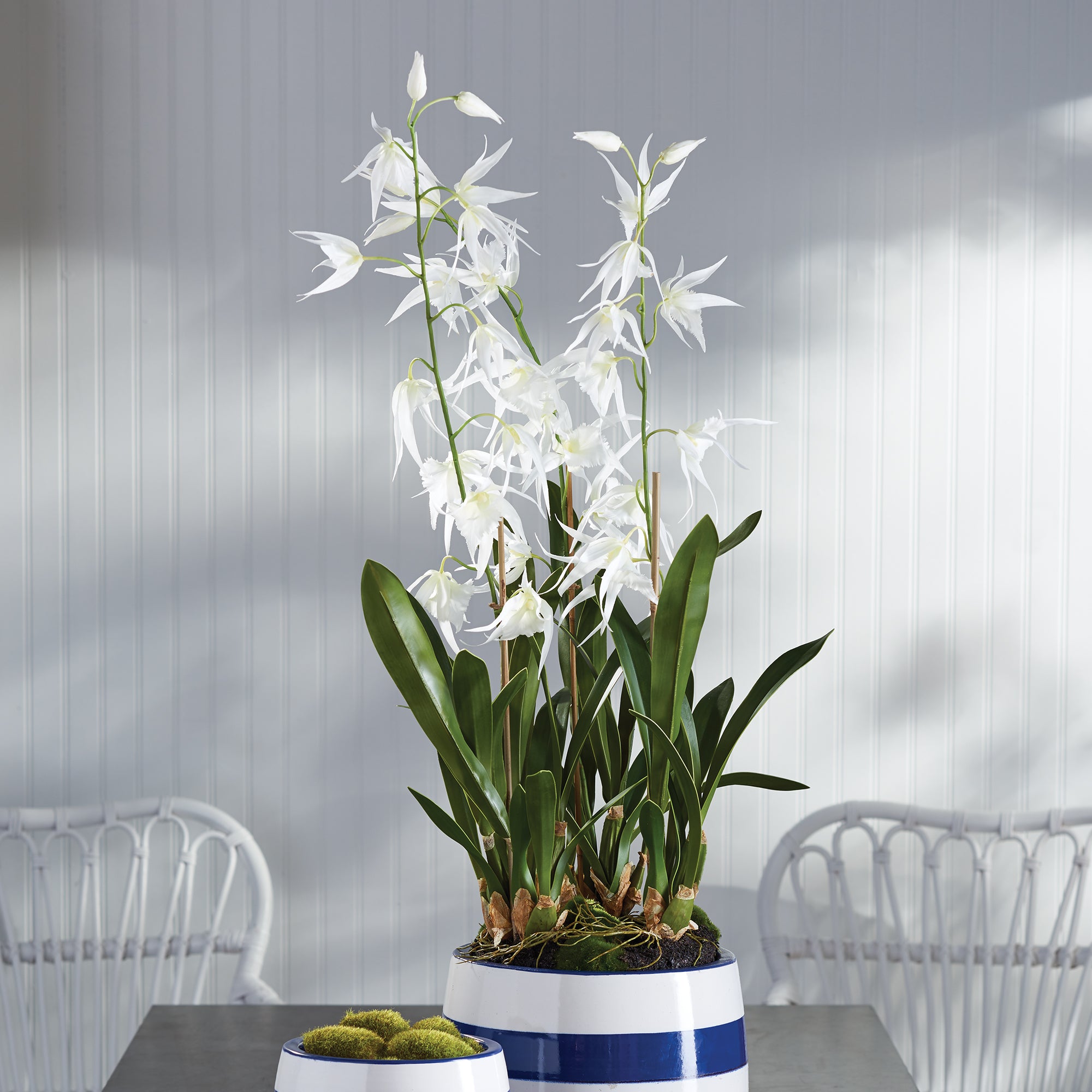 SPIDER ORCHID DROP-IN 44" - view 2