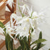 SPIDER ORCHID DROP-IN 44" - view 5