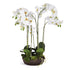 Phalaenopsis Bowl Drop-In 31.5"