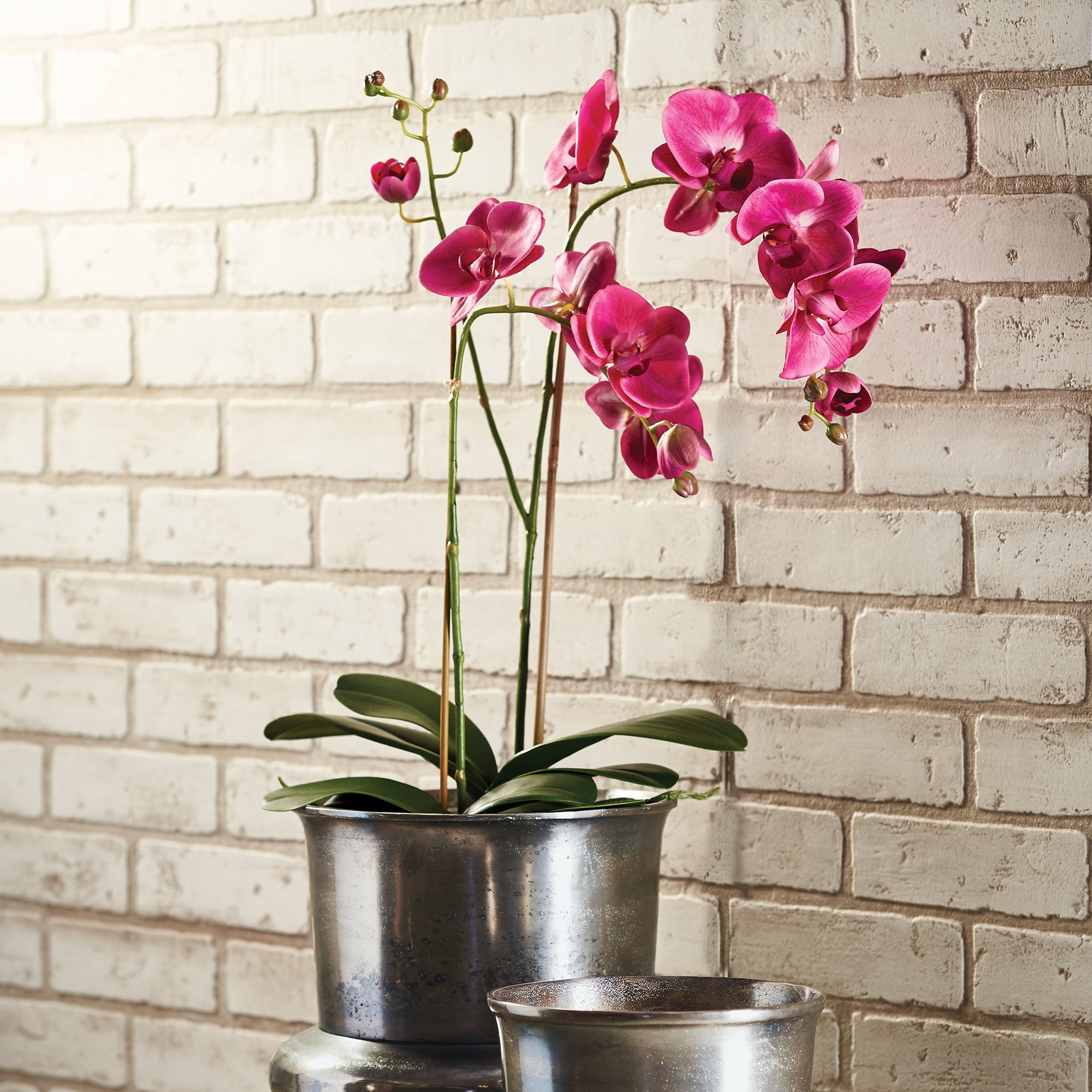 Phalaenopsis X 2 Drop-In 29" - View 2