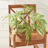Forest Fern Drop-In 29.5" - View 3