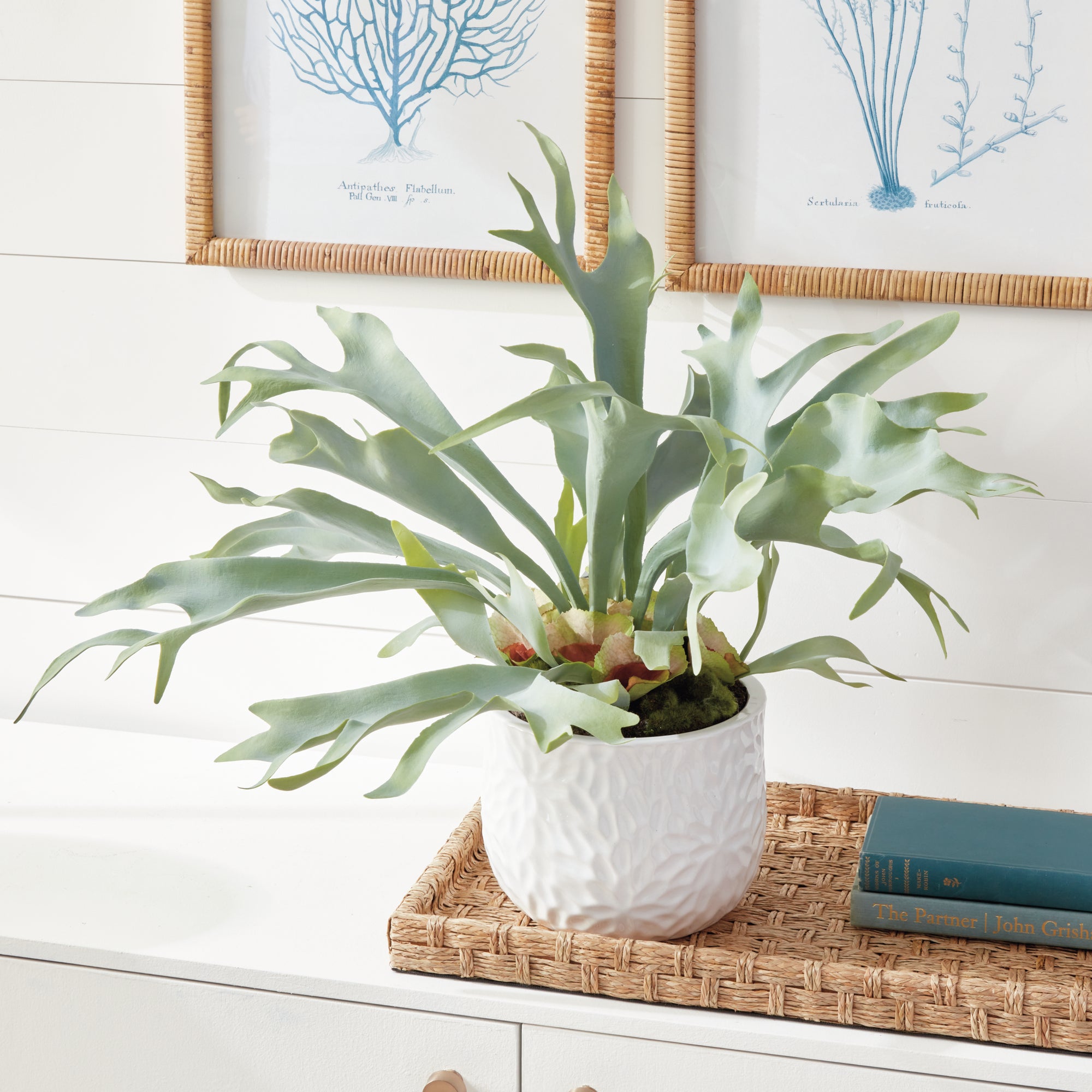 STAGHORN FERN DROP-IN 21" - view 2
