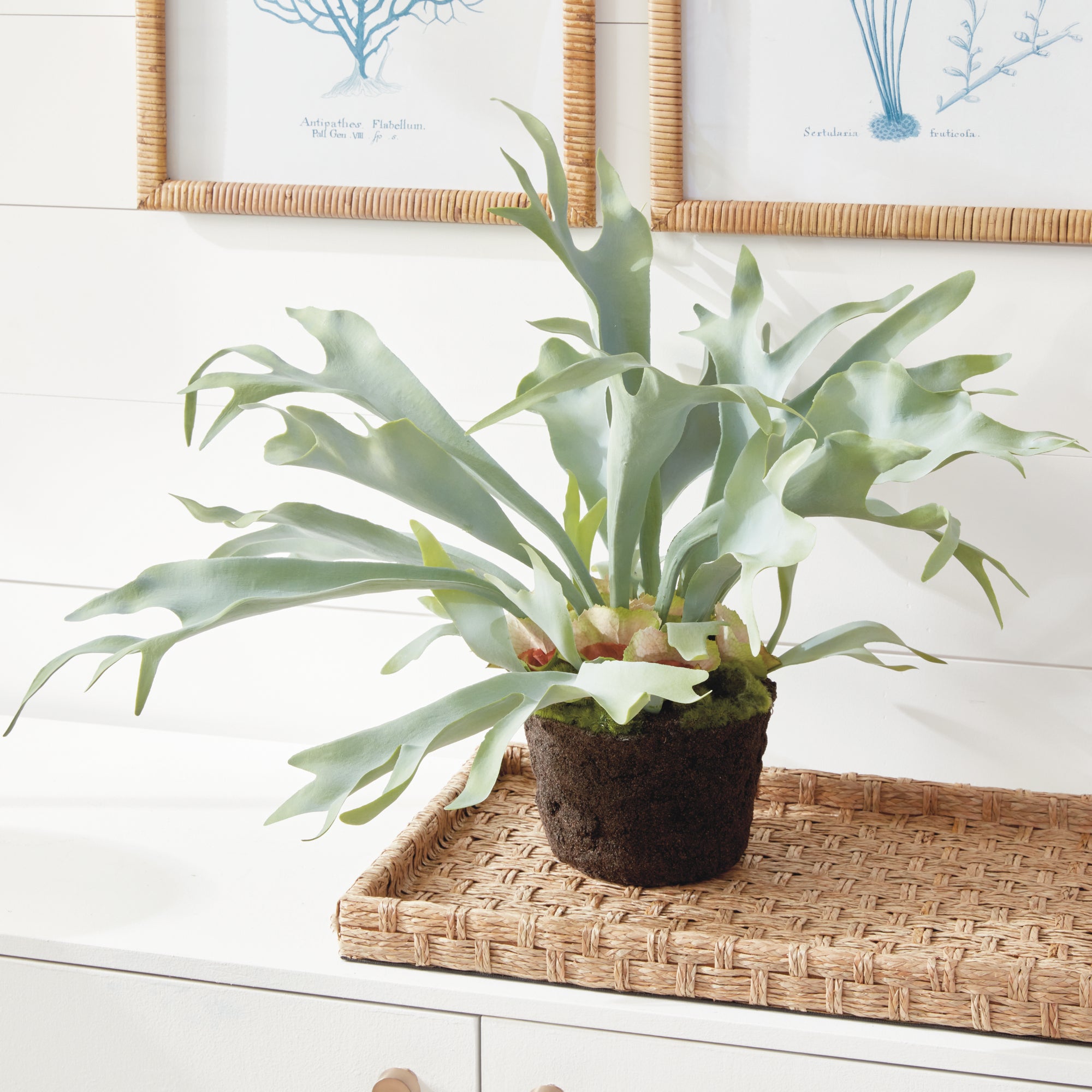 Staghorn Fern Drop-In 21" - View 3