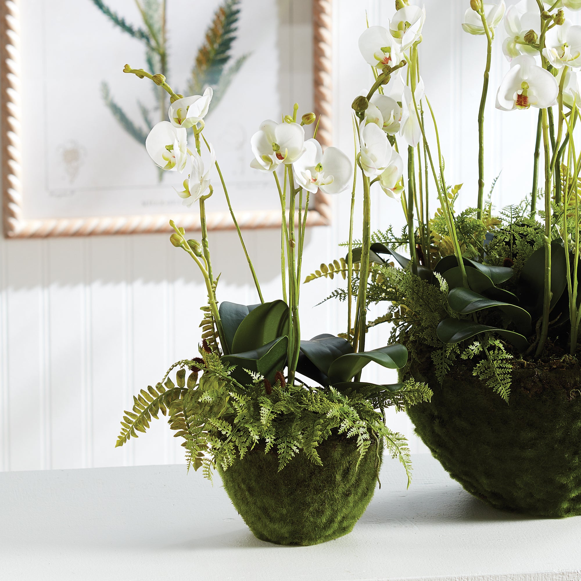 Phalaenopsis & Fern Drop-In 18" - View 2